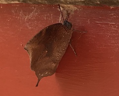 Charaxinae