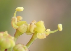Notobubon ferulaceum