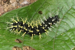 Colobura dirce