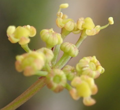 Notobubon ferulaceum