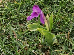 Roscoea alpina