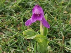 Roscoea alpina