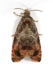 Olethreutes brevirostratum