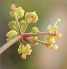 Notobubon ferulaceum