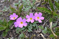 Primula angustifolia