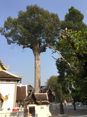 Dipterocarpus alatus