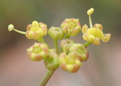 Notobubon ferulaceum