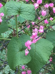 Antigonon leptopus