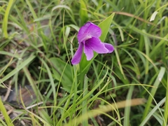 Roscoea alpina