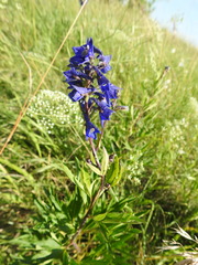 Delphinium elatum