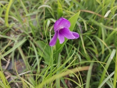 Roscoea alpina