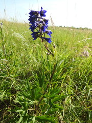 Delphinium elatum