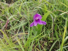 Roscoea alpina