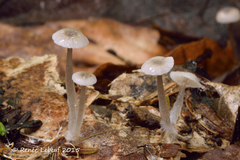 Mycena odorifera