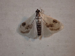 Cliniodes ostreonalis