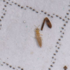 Frankliniella