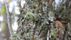 Ramalina fraxinea