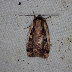 Eueretagrotis sigmoides