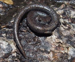 Batrachoseps gavilanensis