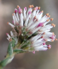 Stoebe microphylla