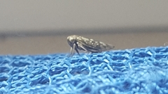 Cicadellidae