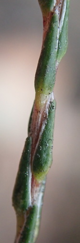Image of Hedgehog Snakebush (Stoebe microphylla) by (c) Nicola van Berkel, some rights reserved (CC BY-SA)