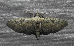 Eupithecia palpata