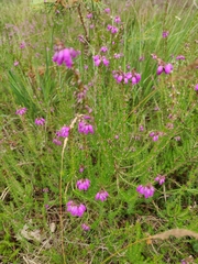 Erica cinerea