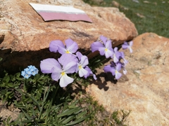 Viola calcarata