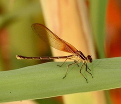 Hetaerina americana