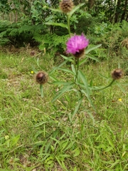 Centaurea nigra