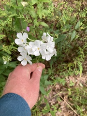 Phlox maculata
