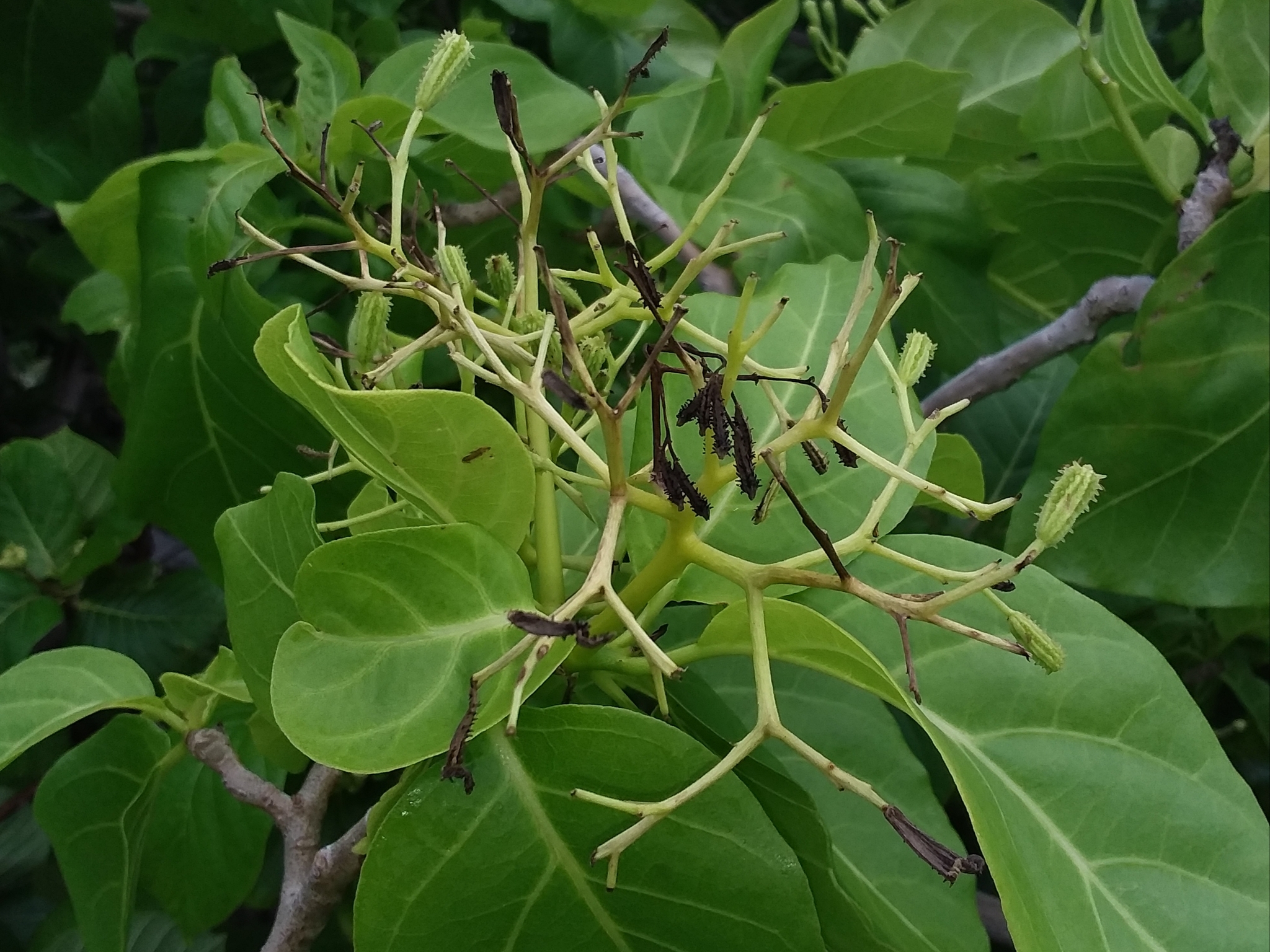Pisonia grandis