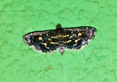 Eurrhyparodes splendens