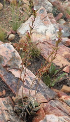 Adromischus inamoenus