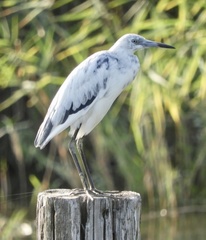 Little Blue Heron photo 6
