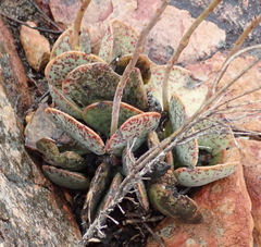 Adromischus inamoenus