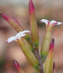 Adromischus inamoenus