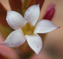 Adromischus inamoenus