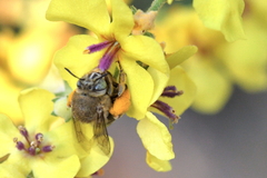 Amegilla garrula