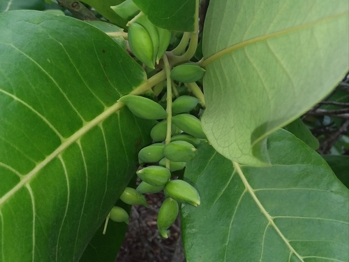 Terminalia samoensis observed 2021-05-08