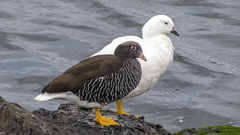 Kelp Goose photo 5