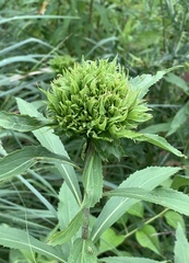 Rhopalomyia capitata