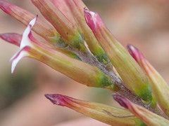 Adromischus inamoenus