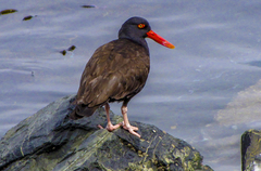 Blackish Oystercatcher photo 2