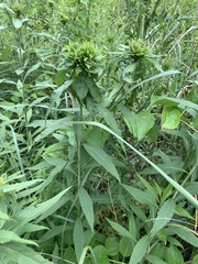 Rhopalomyia capitata