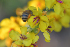 Amegilla garrula
