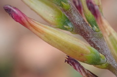 Adromischus inamoenus