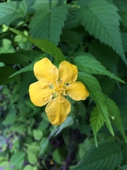 Kerria japonica