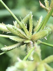 Cyperus ochraceus